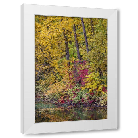 USA- Washington State- small pond near Easton surrounded by fall colored trees White Modern Wood Framed Art Print by Gulin, Darrell