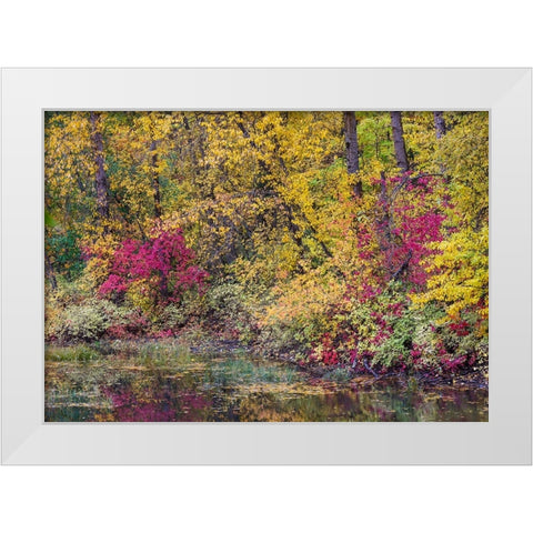 USA- Washington State- small pond near Easton surrounded by fall colored trees White Modern Wood Framed Art Print by Gulin, Darrell