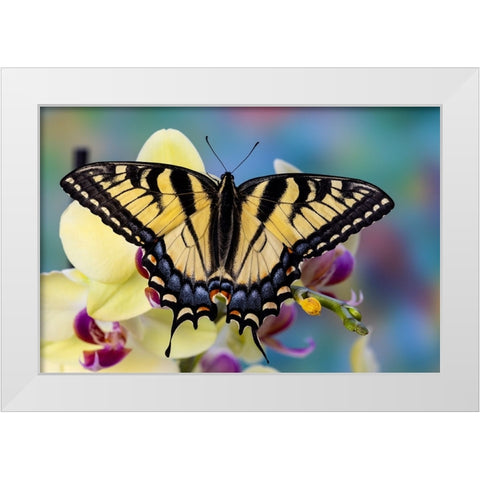 USA- Washington State- Sammamish. Eastern tiger swallowtail butterfly on Orchid White Modern Wood Framed Art Print by Gulin, Darrell
