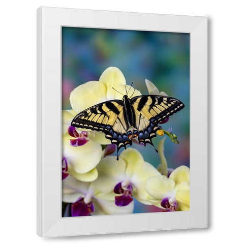 USA- Washington State- Sammamish. Eastern tiger swallowtail butterfly on Orchid White Modern Wood Framed Art Print by Gulin, Darrell