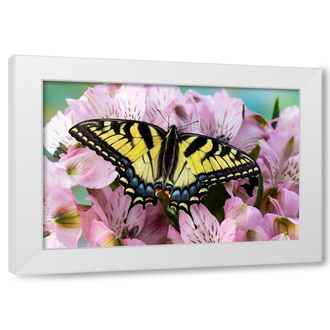 USA- Washington State- Sammamish. Eastern tiger swallowtail butterfly on Peruvian lily White Modern Wood Framed Art Print by Gulin, Darrell