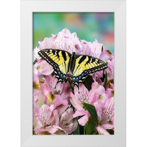 USA- Washington State- Sammamish. Eastern tiger swallowtail butterfly on Peruvian lily White Modern Wood Framed Art Print by Gulin, Darrell