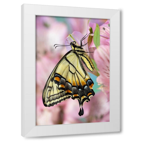 USA- Washington State- Sammamish. Eastern tiger swallowtail butterfly on Peruvian lily White Modern Wood Framed Art Print by Gulin, Darrell