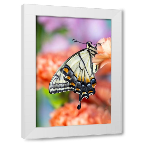 USA- Washington State- Sammamish. Eastern tiger swallowtail butterfly resting on orange carnation White Modern Wood Framed Art Print by Gulin, Darrell