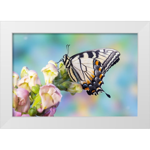 USA- Washington State- Sammamish. Eastern tiger swallowtail butterfly on Snapdragon White Modern Wood Framed Art Print by Gulin, Darrell