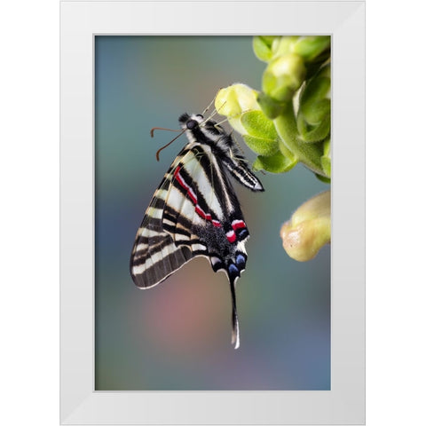 USA- Washington State- Sammamish. Zebra swallowtail butterfly on Snapdragon White Modern Wood Framed Art Print by Gulin, Darrell