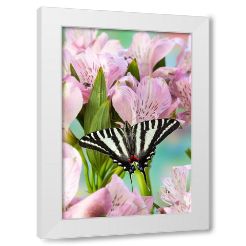 USA- Washington State- Sammamish. Zebra swallowtail butterfly on pink Peruvian lily White Modern Wood Framed Art Print by Gulin, Darrell