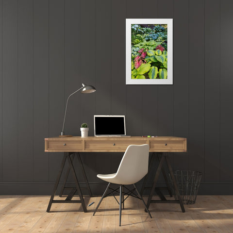 USA- Washington State- Sammamish. shade garden with Caladiums- Hosta. White Modern Wood Framed Art Print by Gulin, Darrell