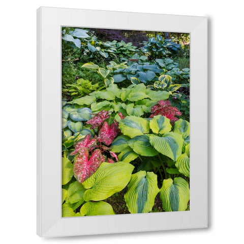 USA- Washington State- Sammamish. shade garden with Caladiums- Hosta. White Modern Wood Framed Art Print by Gulin, Darrell