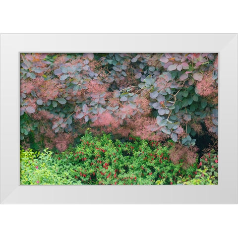 USA- Washington State. Bellevue Botanical garden smoke bush and fuchsia in bloom White Modern Wood Framed Art Print by Gulin, Darrell