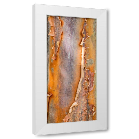 USA- Washington State. Bellevue Botanical garden and tree bark White Modern Wood Framed Art Print by Gulin, Darrell