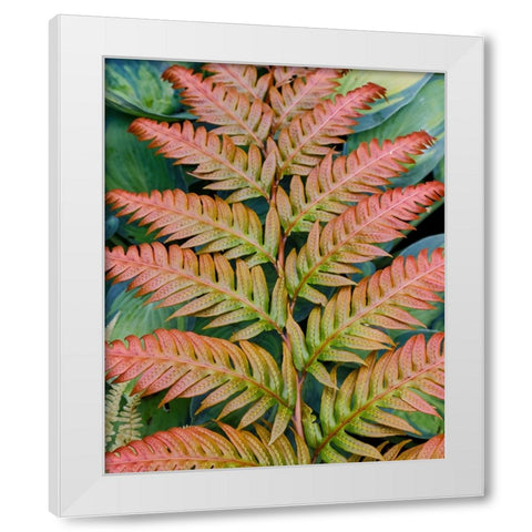 USA- Washington State. Bellevue Botanical garden White Modern Wood Framed Art Print by Gulin, Darrell
