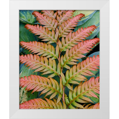 USA- Washington State. Bellevue Botanical garden White Modern Wood Framed Art Print by Gulin, Darrell