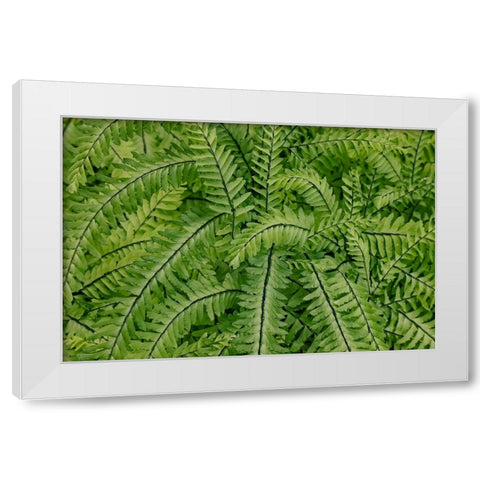 USA- Washington State. Bellevue Botanical garden White Modern Wood Framed Art Print by Gulin, Darrell