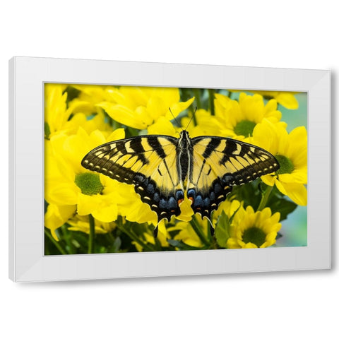 USA- Washington State- Sammamish. Eastern tiger swallowtail butterfly White Modern Wood Framed Art Print by Gulin, Darrell
