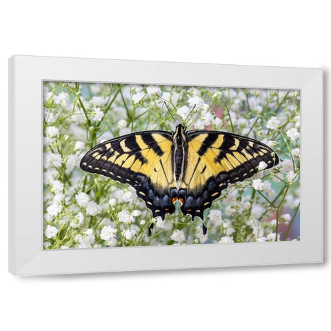 USA- Washington State- Sammamish. Eastern tiger swallowtail butterfly White Modern Wood Framed Art Print by Gulin, Darrell