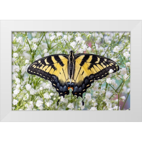 USA- Washington State- Sammamish. Eastern tiger swallowtail butterfly White Modern Wood Framed Art Print by Gulin, Darrell