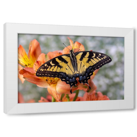USA- Washington State- Sammamish. Eastern tiger swallowtail butterfly White Modern Wood Framed Art Print by Gulin, Darrell