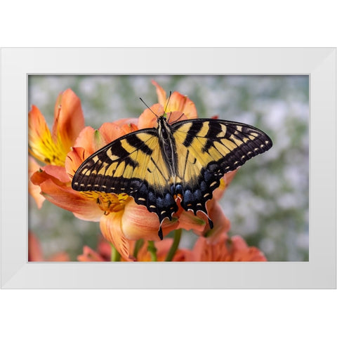 USA- Washington State- Sammamish. Eastern tiger swallowtail butterfly White Modern Wood Framed Art Print by Gulin, Darrell