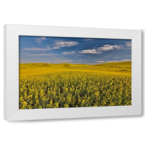 USA- Washington State- Palouse. Springtime landscape and Canola fields White Modern Wood Framed Art Print by Gulin, Darrell
