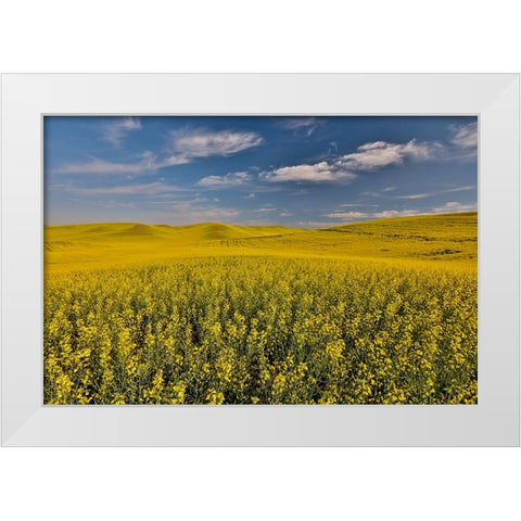 USA- Washington State- Palouse. Springtime landscape and Canola fields White Modern Wood Framed Art Print by Gulin, Darrell