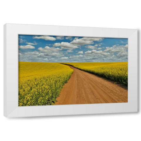 USA- Washington State- Palouse. Springtime landscape dirt roadway and Canola fields White Modern Wood Framed Art Print by Gulin, Darrell