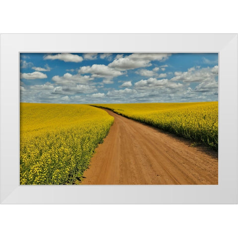 USA- Washington State- Palouse. Springtime landscape dirt roadway and Canola fields White Modern Wood Framed Art Print by Gulin, Darrell