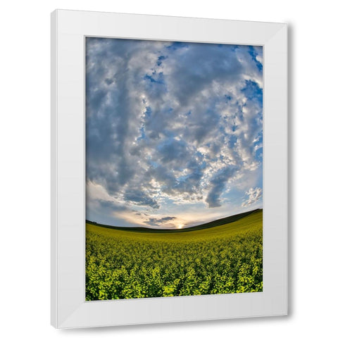 USA- Washington State- Palouse. Springtime landscape and Canola fields White Modern Wood Framed Art Print by Gulin, Darrell