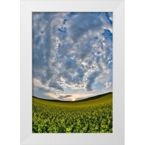 USA- Washington State- Palouse. Springtime landscape and Canola fields White Modern Wood Framed Art Print by Gulin, Darrell
