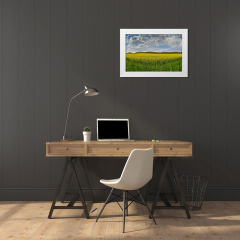 USA- Washington State- Palouse. Springtime landscape and Canola fields White Modern Wood Framed Art Print by Gulin, Darrell