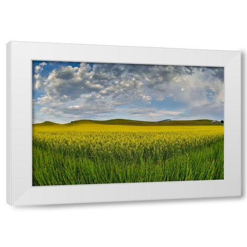 USA- Washington State- Palouse. Springtime landscape and Canola fields White Modern Wood Framed Art Print by Gulin, Darrell
