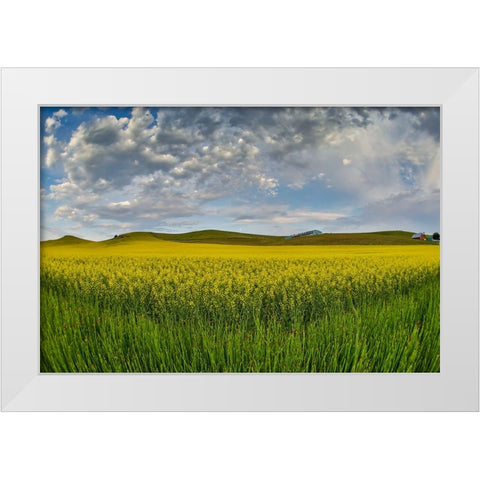 USA- Washington State- Palouse. Springtime landscape and Canola fields White Modern Wood Framed Art Print by Gulin, Darrell