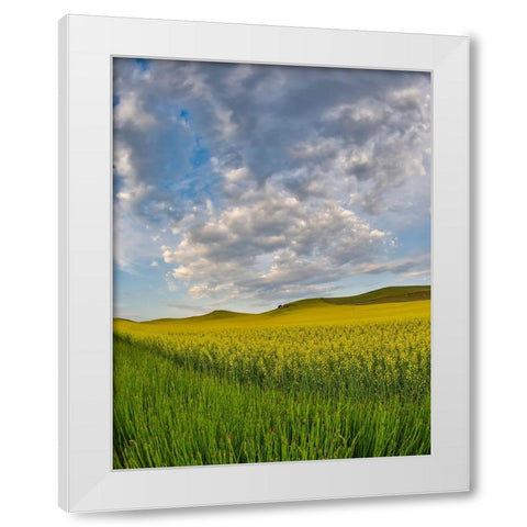 USA- Washington State- Palouse. Springtime landscape and Canola fields White Modern Wood Framed Art Print by Gulin, Darrell