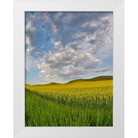 USA- Washington State- Palouse. Springtime landscape and Canola fields White Modern Wood Framed Art Print by Gulin, Darrell
