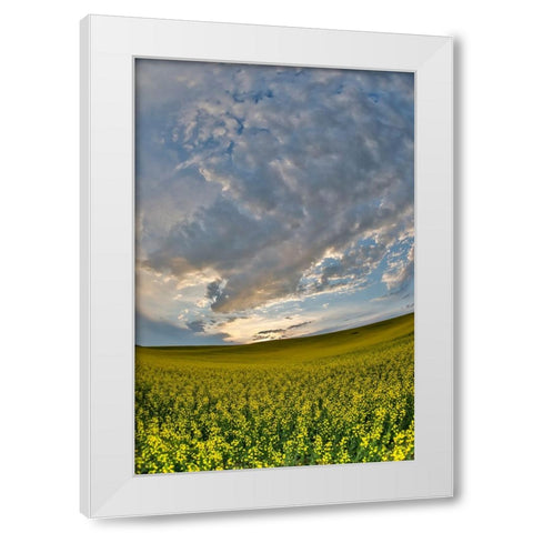 USA- Washington State- Palouse. Springtime landscape and Canola fields White Modern Wood Framed Art Print by Gulin, Darrell