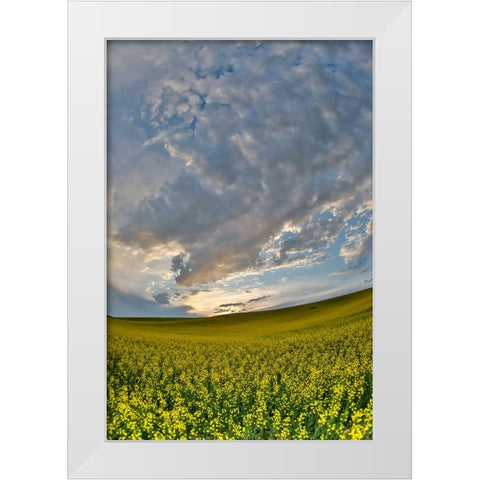 USA- Washington State- Palouse. Springtime landscape and Canola fields White Modern Wood Framed Art Print by Gulin, Darrell