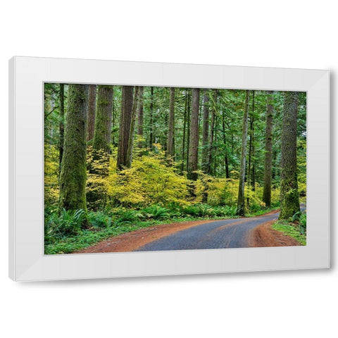 USA- Washington State- Darrington. Curved roadway in autumn forest of fir and vine maple trees White Modern Wood Framed Art Print by Gulin, Darrell