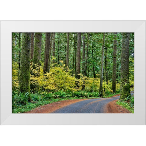 USA- Washington State- Darrington. Curved roadway in autumn forest of fir and vine maple trees White Modern Wood Framed Art Print by Gulin, Darrell