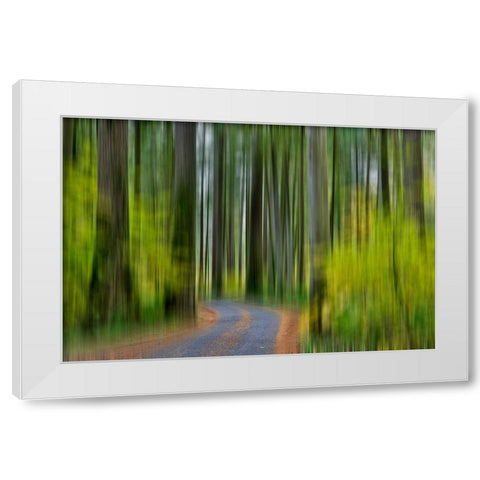 USA- Washington State- Darrington. Curved roadway in autumn forest of fir and vine maple trees White Modern Wood Framed Art Print by Gulin, Darrell