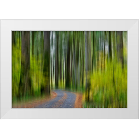 USA- Washington State- Darrington. Curved roadway in autumn forest of fir and vine maple trees White Modern Wood Framed Art Print by Gulin, Darrell