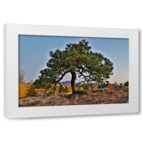 USA- Washington State- Winthrop- Sun Mountain and lone pine tree White Modern Wood Framed Art Print by Gulin, Darrell