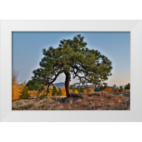 USA- Washington State- Winthrop- Sun Mountain and lone pine tree White Modern Wood Framed Art Print by Gulin, Darrell