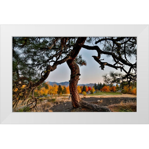 USA- Washington State- Winthrop- Sun Mountain and lone pine tree White Modern Wood Framed Art Print by Gulin, Darrell