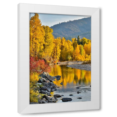 USA- Washington State- Methow Valley and river edged in Fall colored trees. White Modern Wood Framed Art Print by Gulin, Darrell