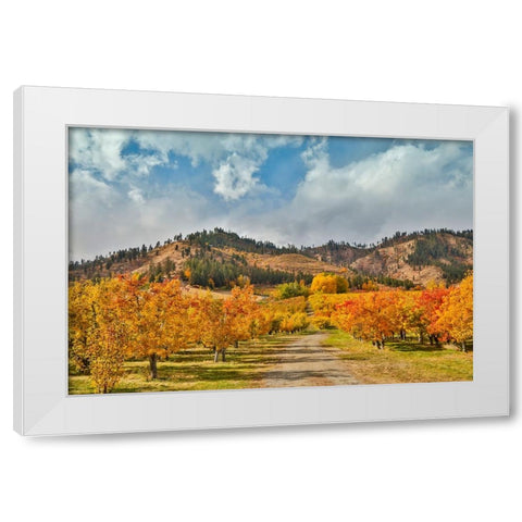 USA- Washington State. fall colored apple orchard near Peshastin. White Modern Wood Framed Art Print by Gulin, Darrell