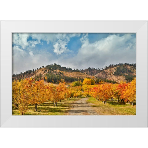USA- Washington State. fall colored apple orchard near Peshastin. White Modern Wood Framed Art Print by Gulin, Darrell