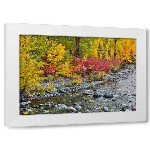 USA- Washington State. Cottonwoods and wild dogwood along Peshastin Creek- off of Highway 97 White Modern Wood Framed Art Print by Gulin, Darrell