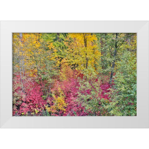 USA- Washington State. Cottonwoods and wild dogwood along Peshastin Creek- off of Highway 97 White Modern Wood Framed Art Print by Gulin, Darrell