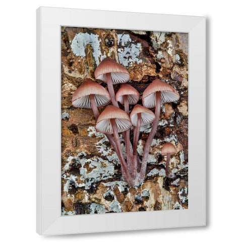 USA- Washington State- Sammamish. Mushrooms growing on fall alder tree log White Modern Wood Framed Art Print by Gulin, Darrell
