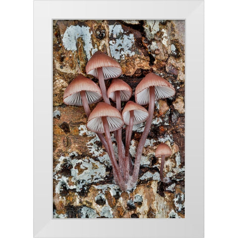 USA- Washington State- Sammamish. Mushrooms growing on fall alder tree log White Modern Wood Framed Art Print by Gulin, Darrell